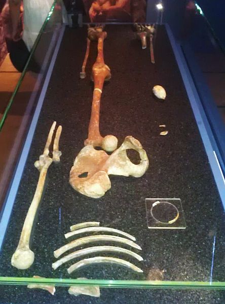 Red_Lady_of_Paviland_from_head