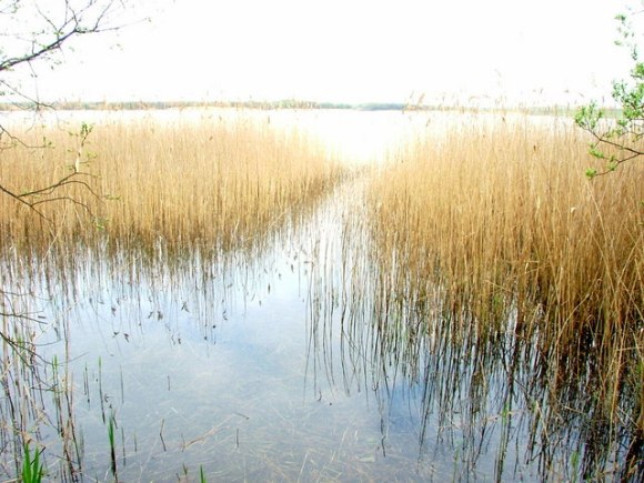 Kenfig_Pool,_Kenfig_National_Nature_Reserve_-_geograph.org.uk_-_161882