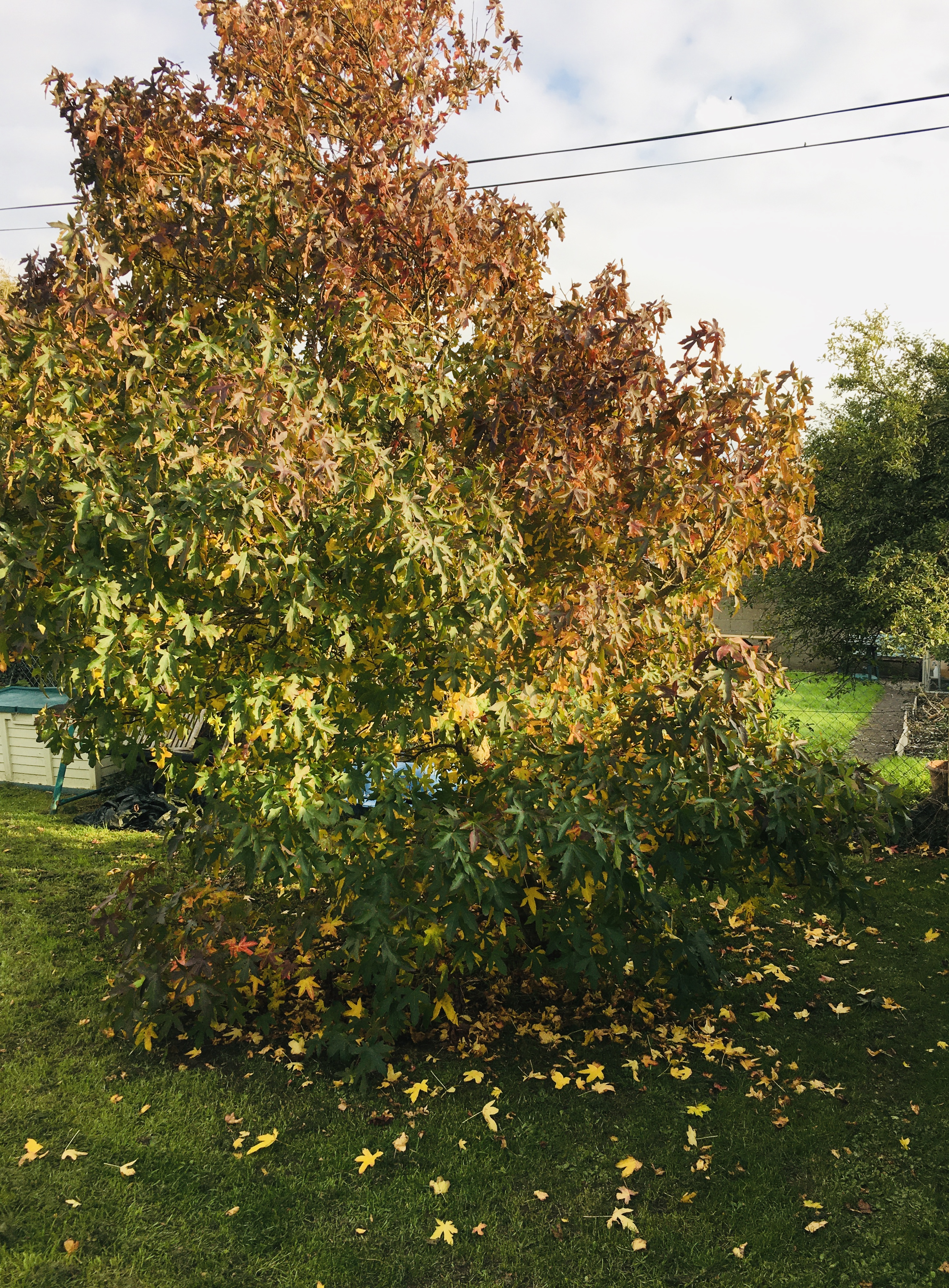 1735F2FA-DCDE-4AAE-8509-BAC15DD08179