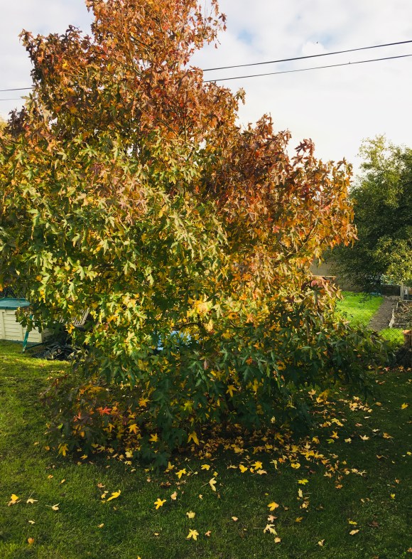 1735F2FA-DCDE-4AAE-8509-BAC15DD08179